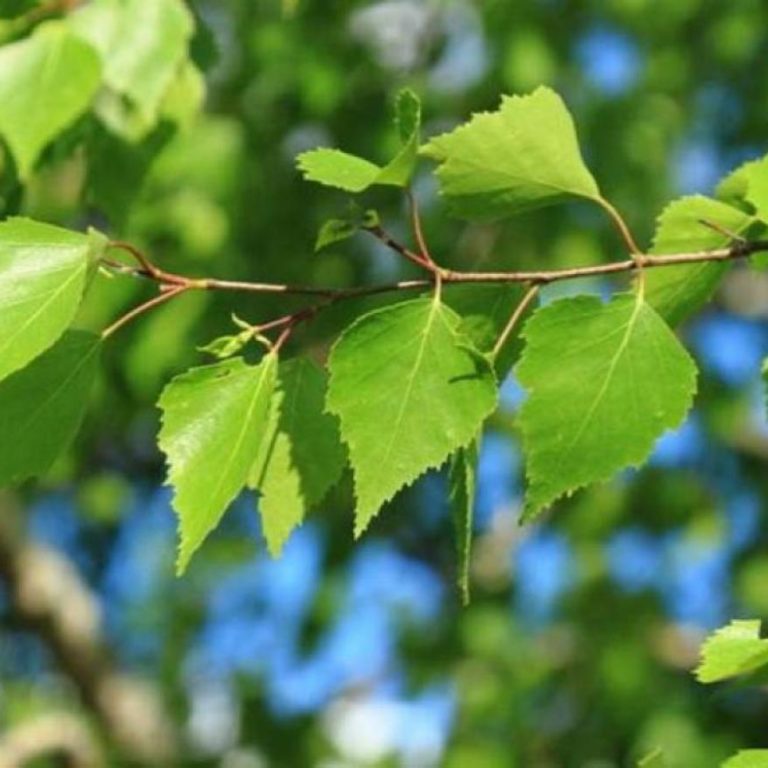 Карточки Домана на тему «Листья и деревья»