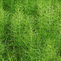 Хвощ полевой (трава)