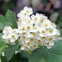 Боярышник (цветки)
