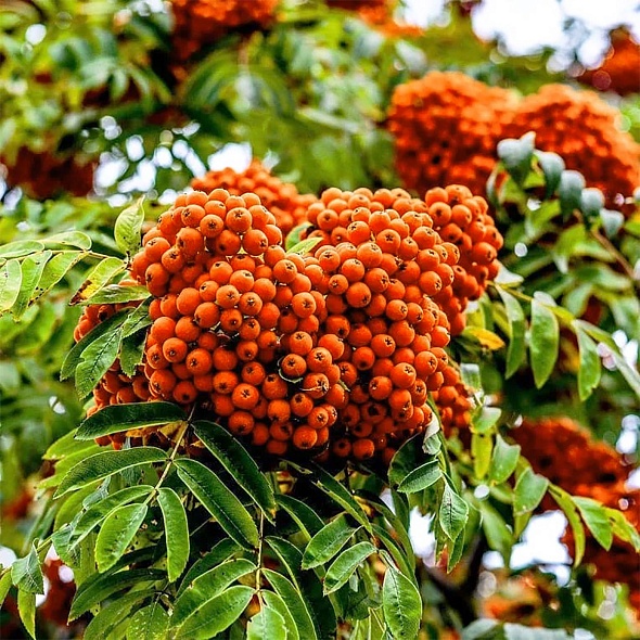 Рябина обыкновенная