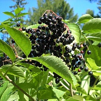 Бархат амурский (плоды)