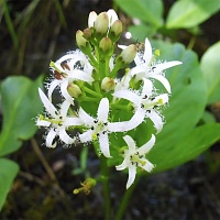 Вахта трехлистная