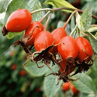 Шиповник (плоды)