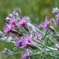 Соссюрея иволистная (трава)