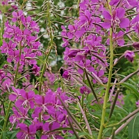 Кипрей узколистный (иван-чай)