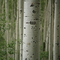 Кора осины (цельная)