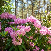 Сагандайля (лист)