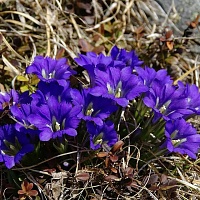 Горечавка бородатая (трава)