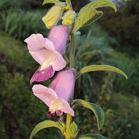 Кунжута семена