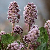 Белокопытник лекарственный (корень)