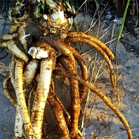 Девясил (корневище и корни)