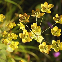 Володушка золотистая (трава)