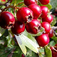 Боярышник (плоды)