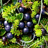 Водяника сибирская (шикша) (трава)