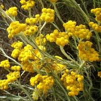 Бессмертник песчаный (цветки)