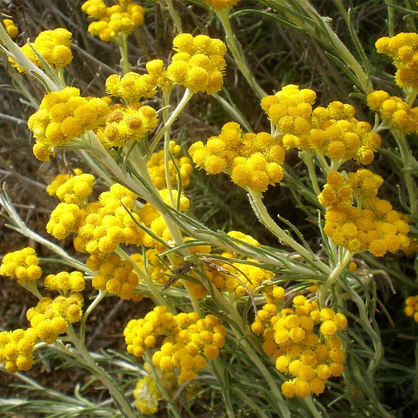 Бессмертник песчаный (цветки)