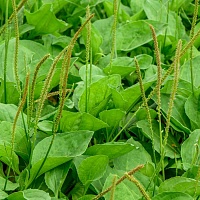 Подорожник большой