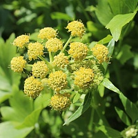 Любисток (корень)