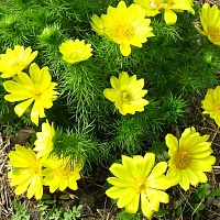 Адонис (горицвет, стародубка)