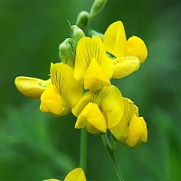 Чина луговая