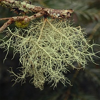 Уснея 1,5 гр. (20 шт.) 