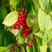 Лимонник китайский (лиана)