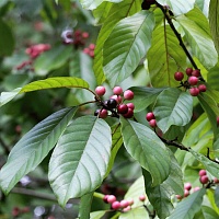 Кора крушины