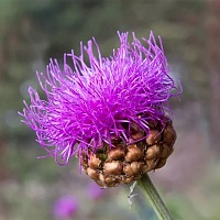 Левзея сафлоровидная (маралий корень)