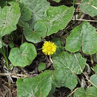 Мать и мачеха (лист)