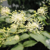 Аралия маньчжурская (корень)