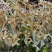 Исландский мох (цетрария)