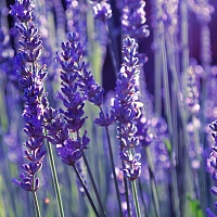 Лаванда узколистная