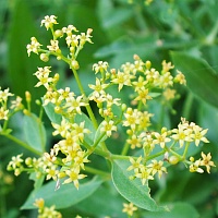 Марена красильная (корень)