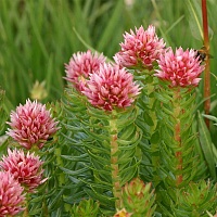 Красная щетка (корень) (дробленая)