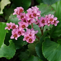 Бадан (лист)