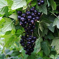 Смородина (лист)