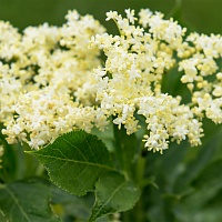 Бузина (цвет)
