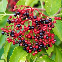 Бузина (плоды)