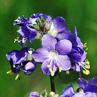 Синюха голубая (трава)