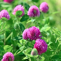 Клевер луговой (трава)