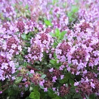 Чабрец (трава)