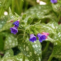 Медуница (лист)