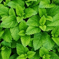 Мелисса (лимонная мята)