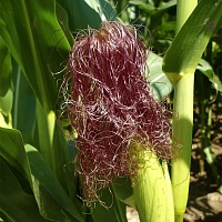 Кукурузные рыльца