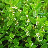 Спорыш (горец птичий) (трава)