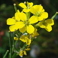 Желтушник серый (трава)