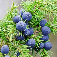 Можжевельник (плоды)