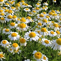 Ромашка аптечная