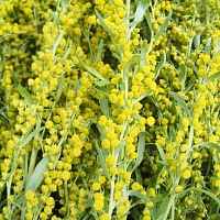 Полынь горькая (трава)