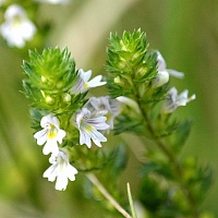 Очанка лекарственная